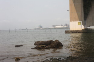 湛江桥畔水边的礁石景致