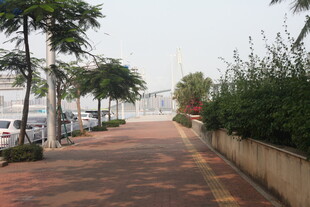 湛江城市林荫下的休闲步道