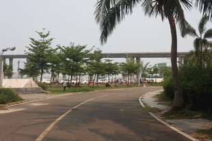 湛江城市林荫道路景观