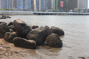 湛江江边礁石景观