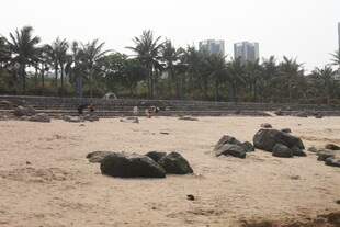 湛江沙滩上的乌龟与远处椰林