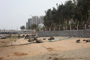 湛江海滨沙滩景观