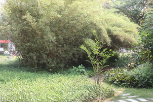 湛江绿意盎然的竹林与草地