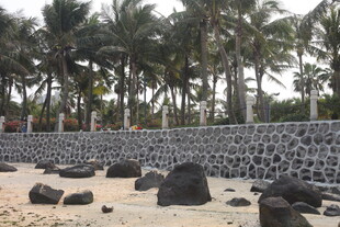 湛江海滩上的石墙与椰子树