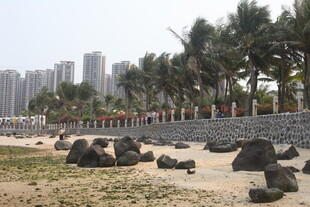 湛江海滨风光 岸边礁石与椰树