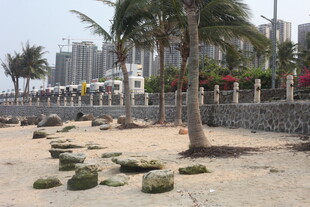 湛江海滨沙滩旁的椰树与石块