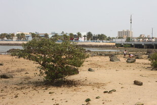 湛江沙漠边零星绿植与远处建筑