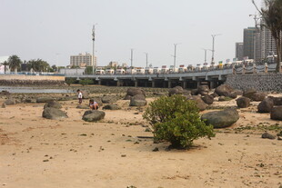 湛江沙漠荒地中的零星绿植