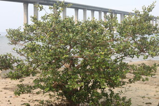 湛江岸边绿树与远处桥梁景观