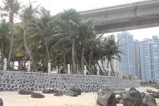 湛江城市边的椰林与石滩景观
