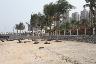 湛江海滨沙滩旁的挺拔棕榈树