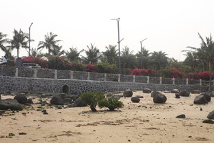 湛江海边沙滩与绿植景观