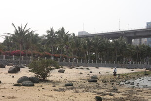 湛江城市岸边的沙石与绿植景观