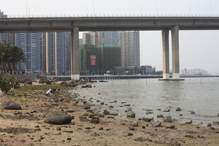 湛江江边桥梁下的河岸景致