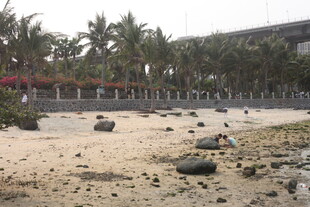 湛江沙滩上散落的多样石块