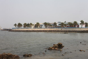 湛江海滨椰树景观