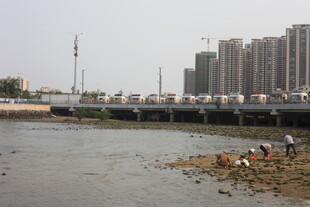 湛江城市岸边的休闲赶海场景