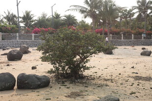 湛江沙滩上的绿植与黑色石块