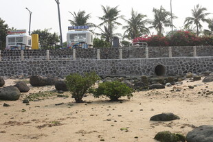 湛江海边碎石滩与绿植景观