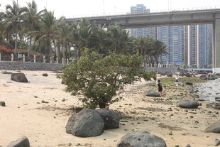 湛江海滨沙滩绿植与建筑景观