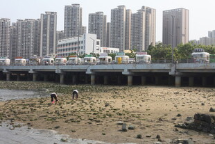 湛江城市河畔滩涂处的劳动者