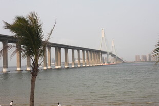 湛江跨海大桥与岸边棕榈树景色