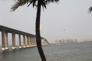 湛江海上长桥与岸边棕榈树