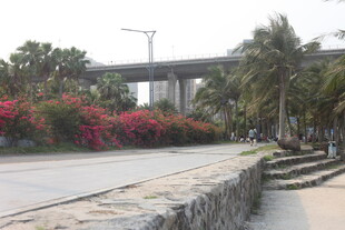 湛江海滨公路旁的繁花绿树