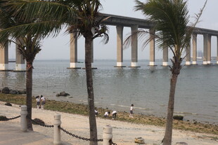 湛江海滨大桥下的椰树美景