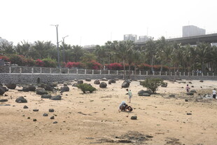 湛江沙滩上散落的众多石头