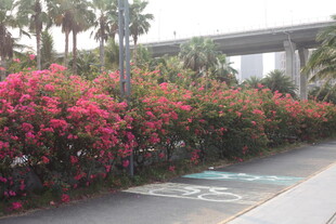 湛江路边盛放的艳丽三角梅