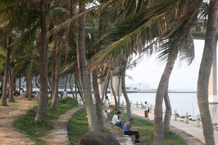 湛江海滨椰林旁的休闲好去处