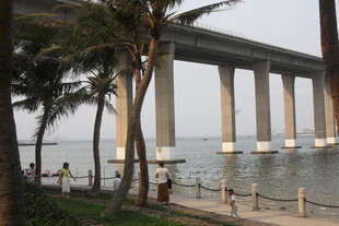 湛江海滨大桥旁的椰树风景