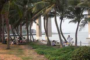 湛江海滨椰林美景