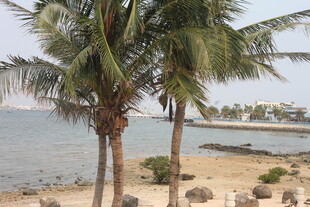 湛江海边椰树风景图