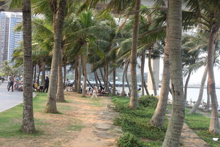 湛江海边椰林小道风景