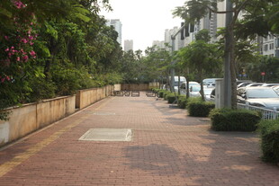 湛江城市中整洁的林荫步道