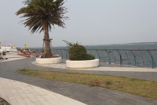 湛江海边路旁的孤树景观