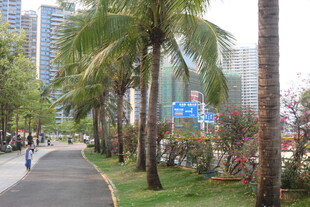 湛江城市林荫步道风景