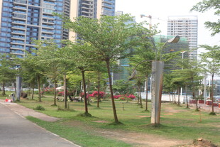 湛江城市公园中的绿树景观