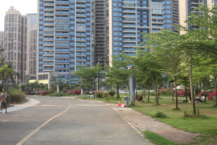 湛江城市道路旁的高楼与绿树