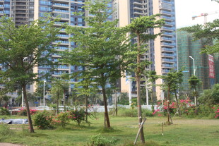 湛江城市中的绿意园林景观