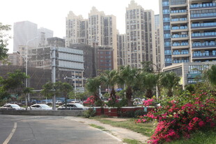 湛江城市道路旁的高楼与花卉
