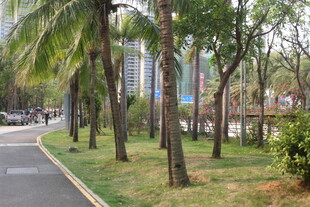 湛江城市林荫道旁的绿树景观