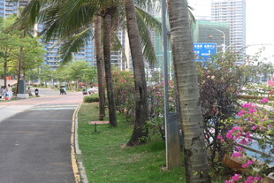 湛江城市街道旁的绿植景观