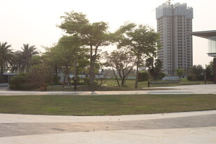 湛江城市中的绿植与高楼景观