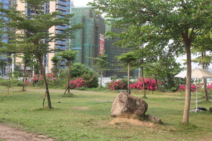 湛江城市中的静谧草地景观