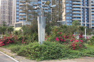 湛江城市街边绿植与景观装置