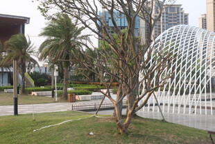 湛江城市景观中的绿树与建筑