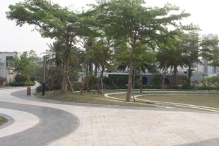 湛江公园中的弯曲小路与绿树